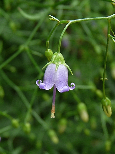 {Campanula divaricata}